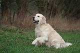 GOLDEN RETRIEVER 1019
